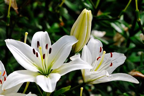 百合花 招財|香水百合招財法